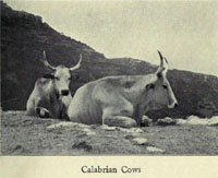 Calabrian cows