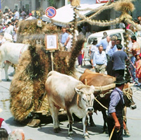 Jelsi, wheat festival